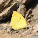 Lemon Emigrant (Female)