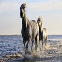 Horses Chrome extension download