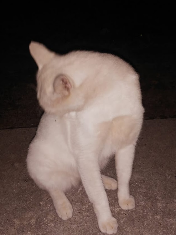 ふぁじろうさんが投稿した愛車を1行で紹介に関するカスタム事例の投稿画像1枚目