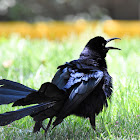 Great-tailed Grackle