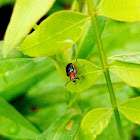 Orange-blue narrow-necked leaf beetle