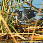 Tricolored Heron