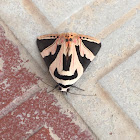 Four Eared Donkey Moth