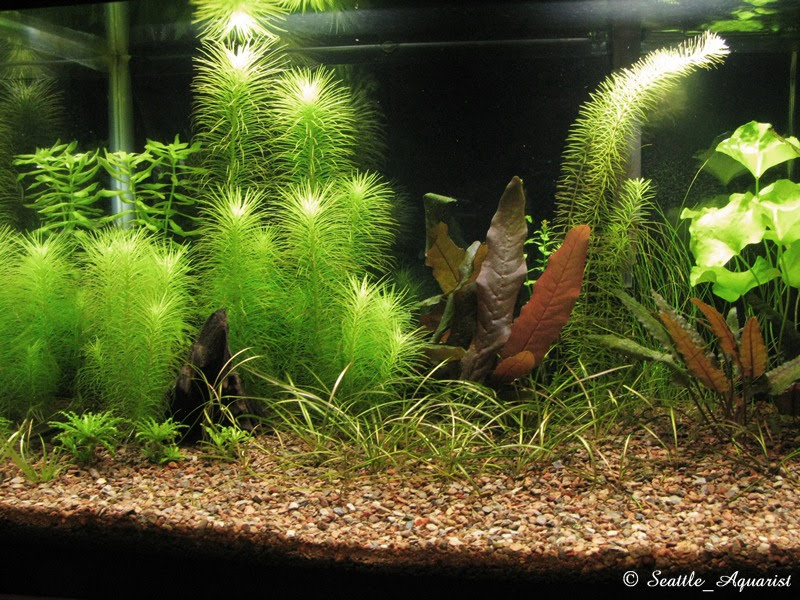 Substrat - Tropica Aquarium Plants