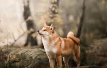 Shiba Inu HD Wallpapers Akita Dogs Theme small promo image