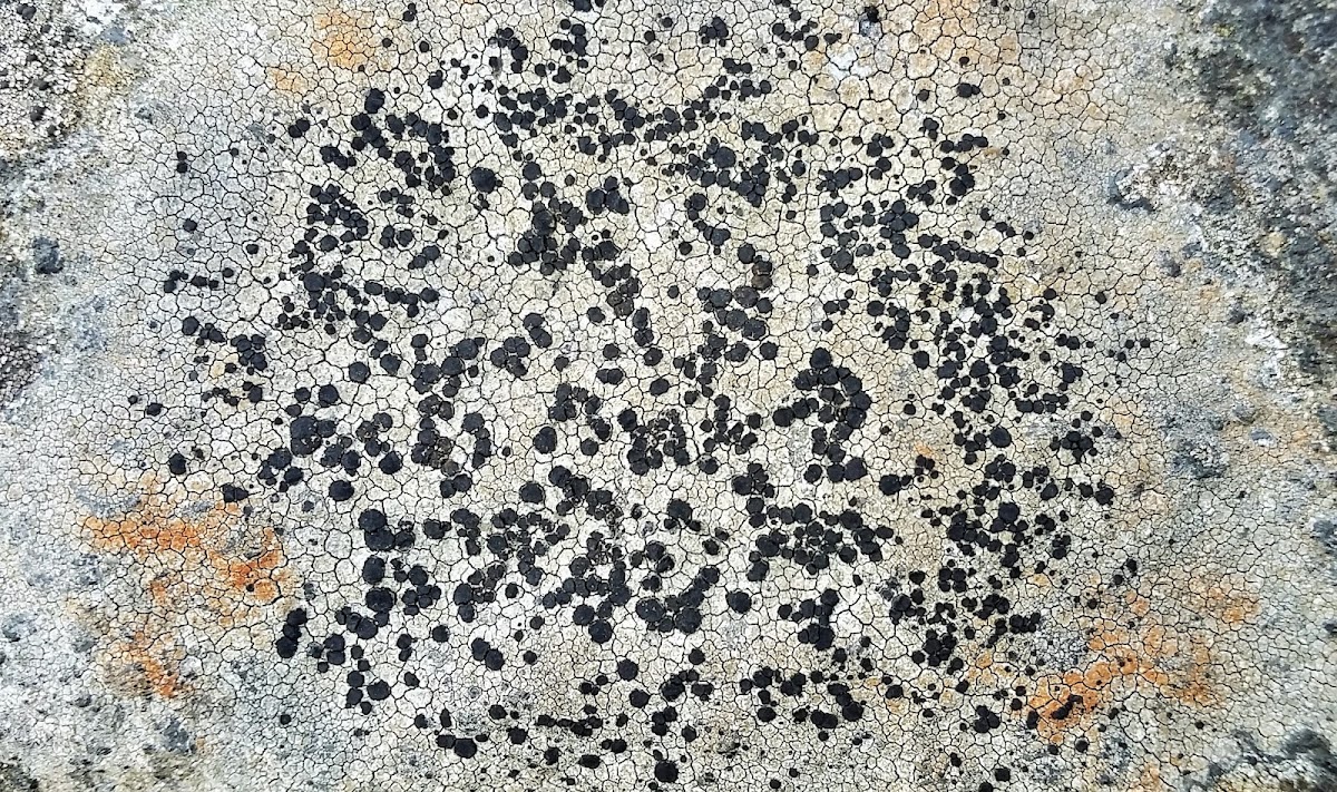 Boulder Lichen