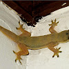 Flat-tailed House Gecko