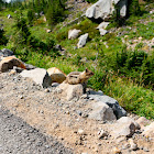 Cascade Golden-mantled Ground Squirrel