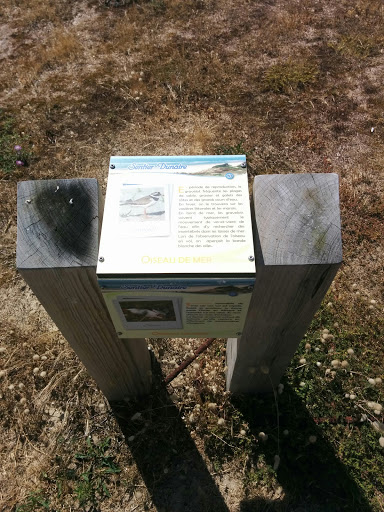 Sentier Dunaire Oiseau De Mer