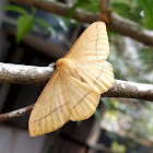 Yellow Monkey Moth