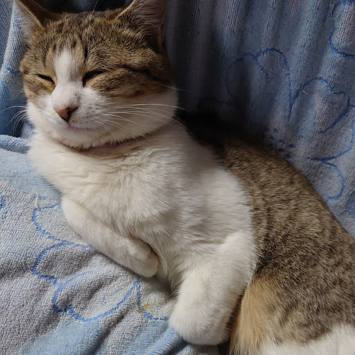 みはね