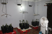 Some of the cannabis plants found inside a business property in Lusaka, Zambia, when police raided the property.