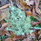 Beard Lichen