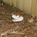 Gray Rat Snake