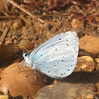 Holly blue