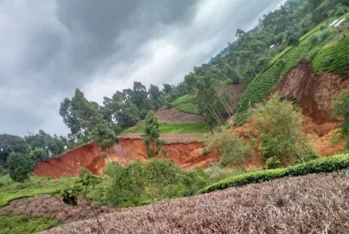 A landslide that affected tea farms in Kimandi area in Gatanga sub county, Murang'a County.