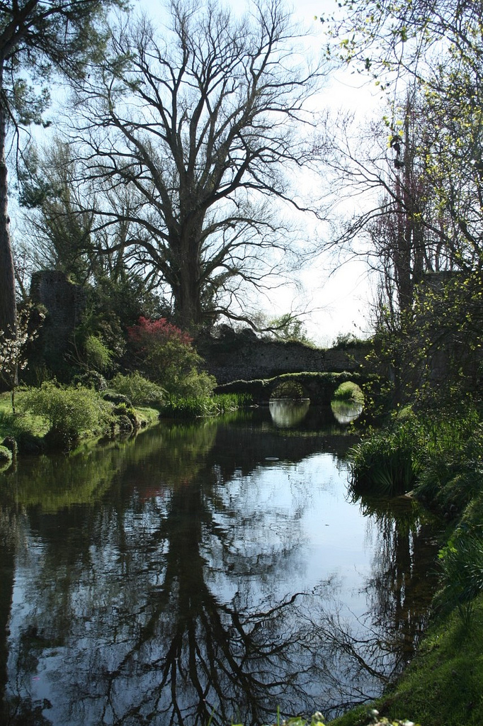 Ninfa di trafme