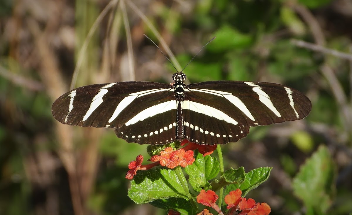 Zebra longwing