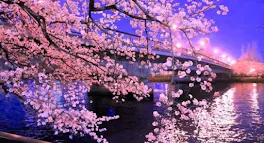 夜桜の女