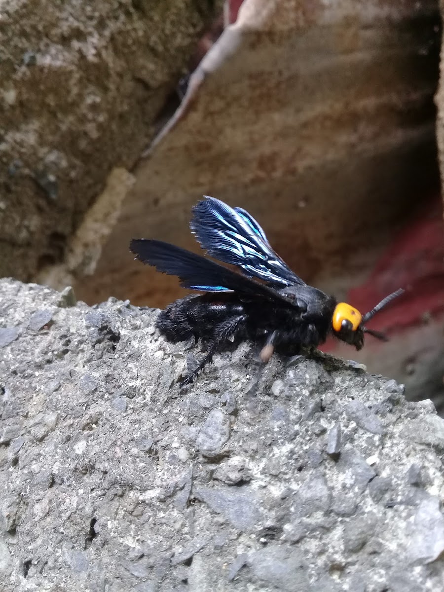 Yellow-Headed hairy flower wasp Scolia (Discolia) verticalis