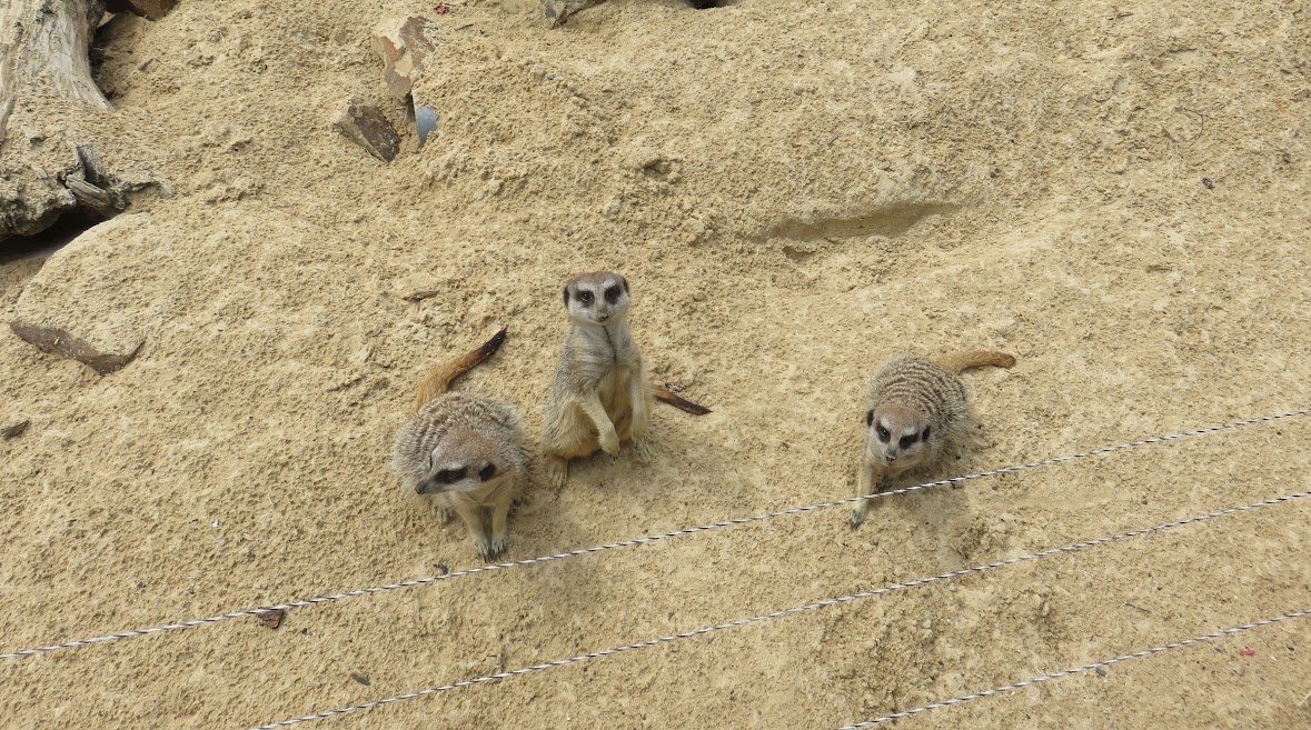 culturele stad lille zoo stokstaartjes