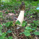 Common Stinkhorn