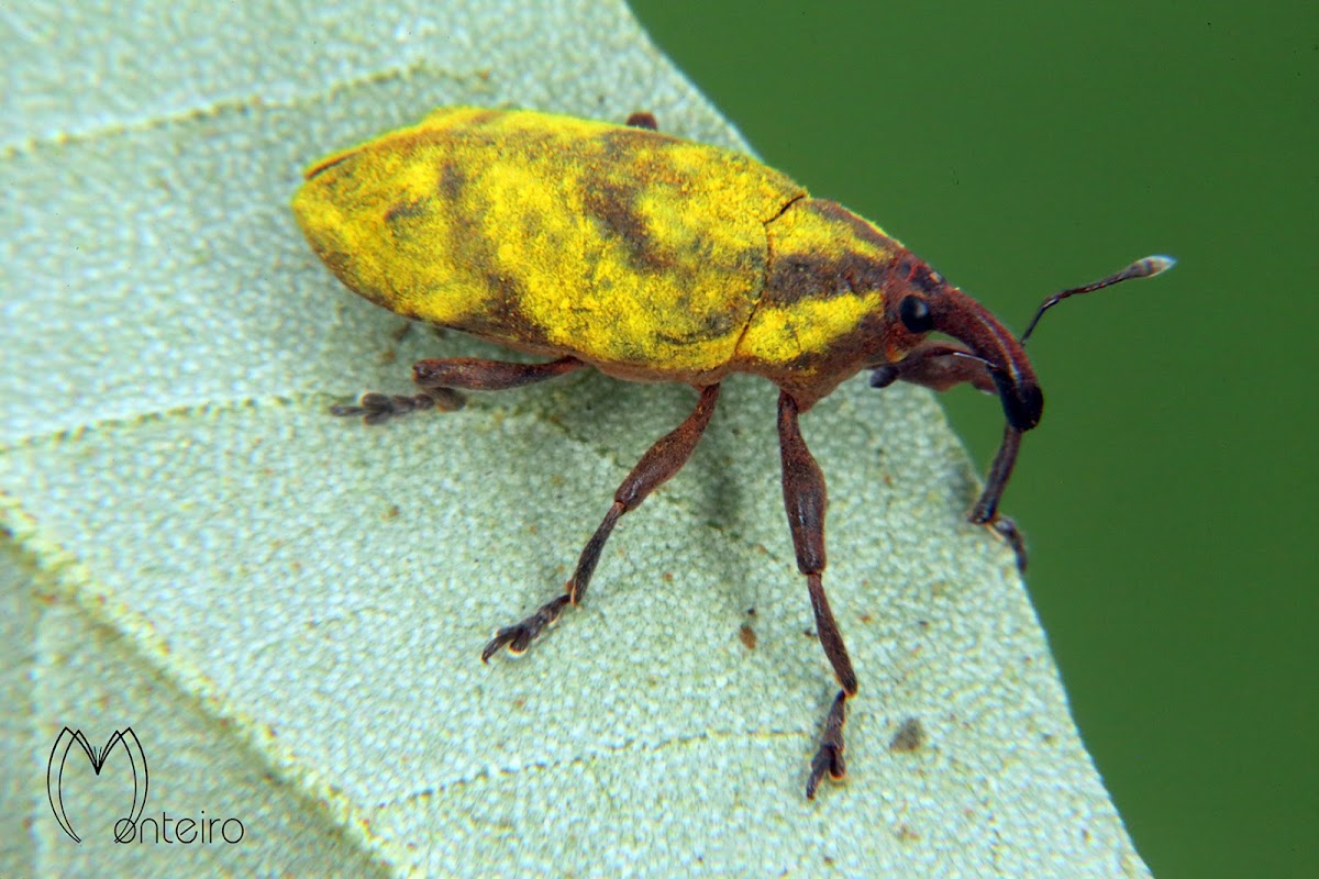 Powder weevil