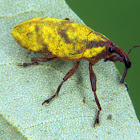 Powder weevil