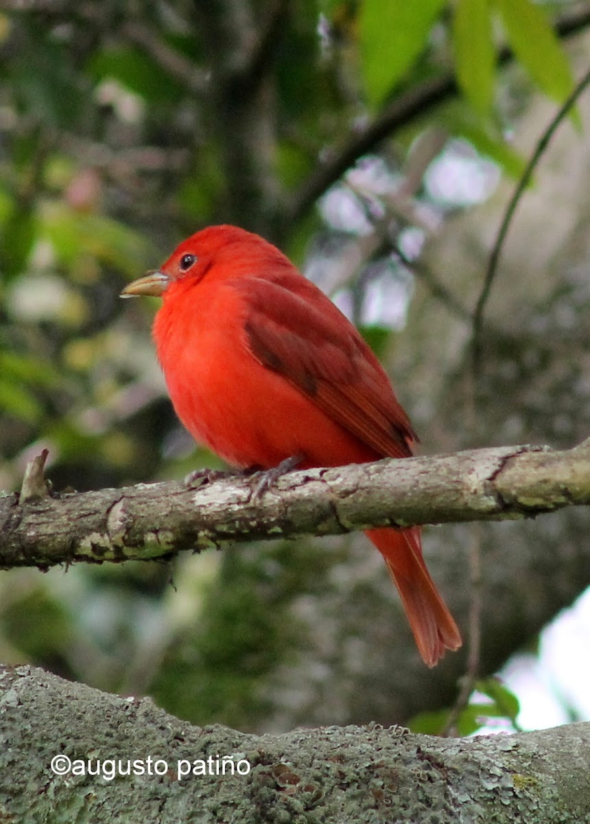 Tángara roja migratoria - Summer tanager