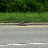 Nine Banded Armadillo