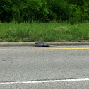 Nine Banded Armadillo