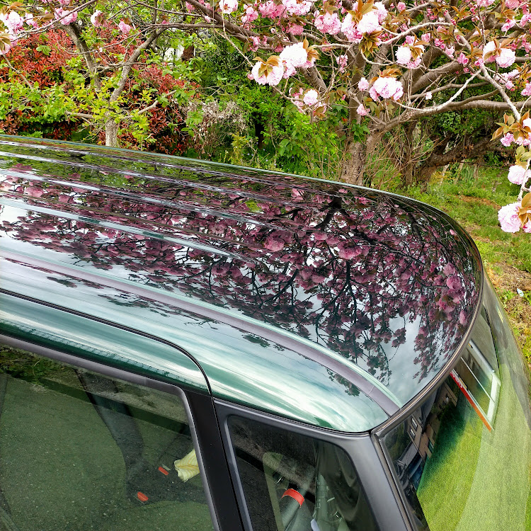 Nボックス+カスタムの桜と愛車・熊本・桜・桜とコラボ・似顔絵工房ちゃらに関するカスタム事例の投稿画像4枚目