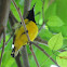 Olive backed Sunbird