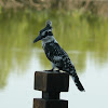 Pied kingfisher