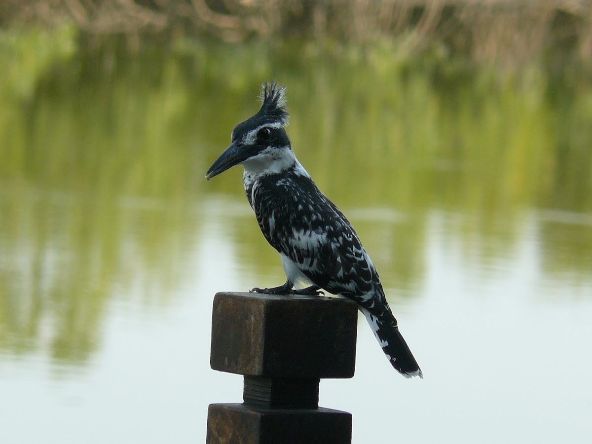 Pied kingfisher