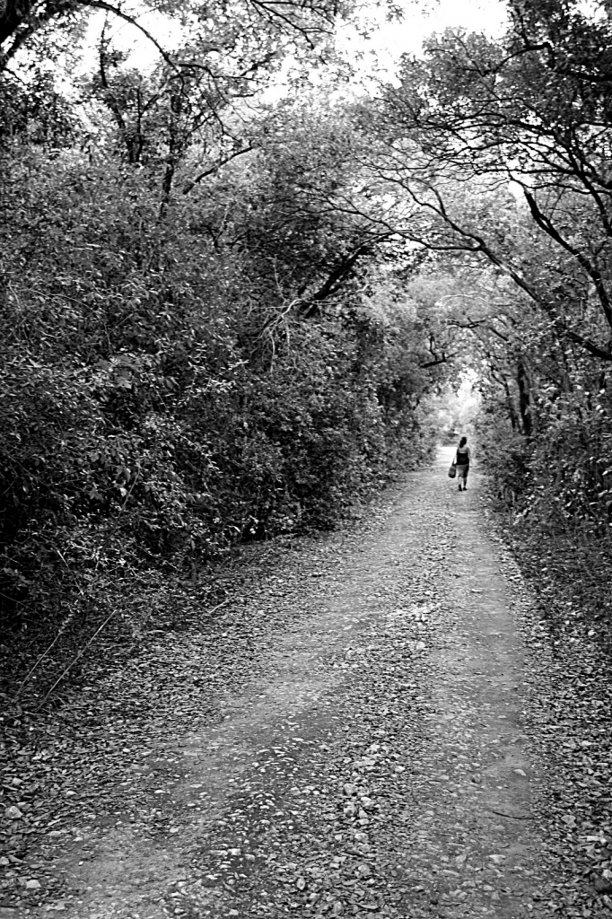 Prospettiva di un viale di sagara