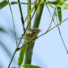 Phylloscopus inornatus 黃眉柳鶯