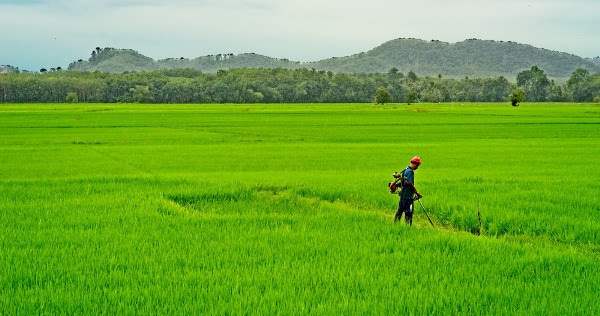 Arrozais de Alor Setar