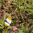 Orange tip butterfly