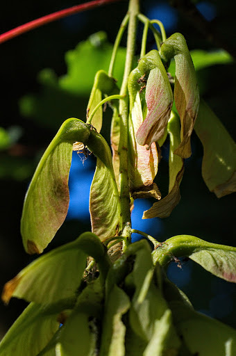 Acer pseudoplatanus