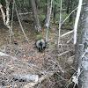 North American Porcupine