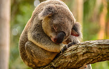 Koala Bear Wallpapers Theme New Tab small promo image