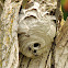 Bald-faced Hornet (Nest)