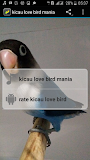 kicau love bird
