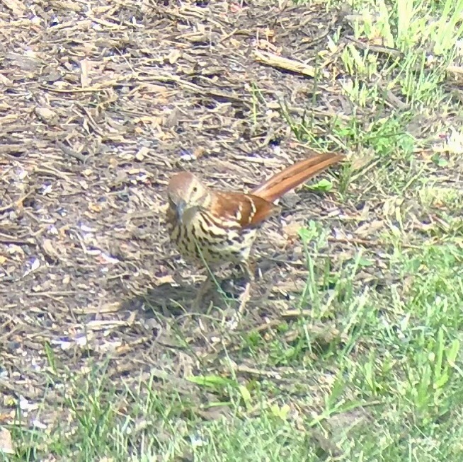 Brown Thrasher