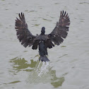 The great cormorant