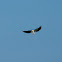 Black-winged kite