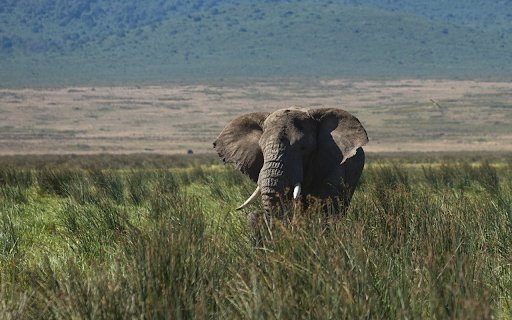 Elephant and tusk screenshot 1