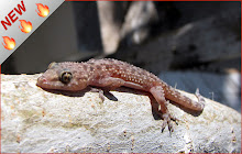 Geckos HD Wallpapers Pet Theme small promo image