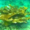 Elkhorn Coral